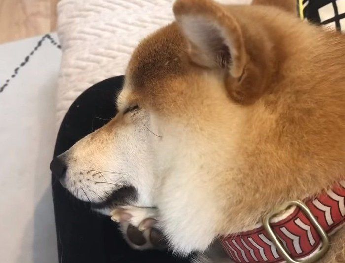 寝る犬