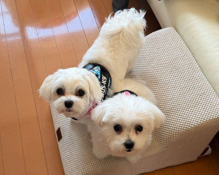 飼い主を見上げる2匹のマルチーズ