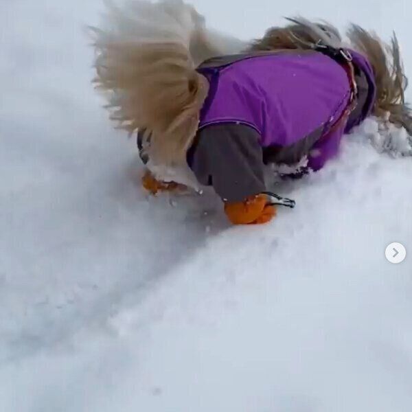 雪を見てテンション爆上がりのコロンちゃん