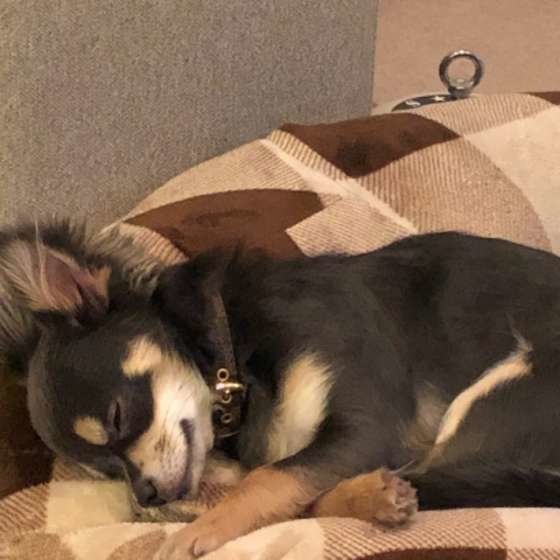 眠るチワワ