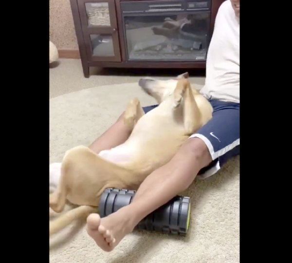 かまってアピールをするリンちゃん