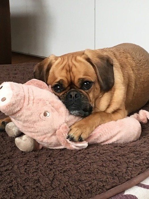 ミックス犬中型
