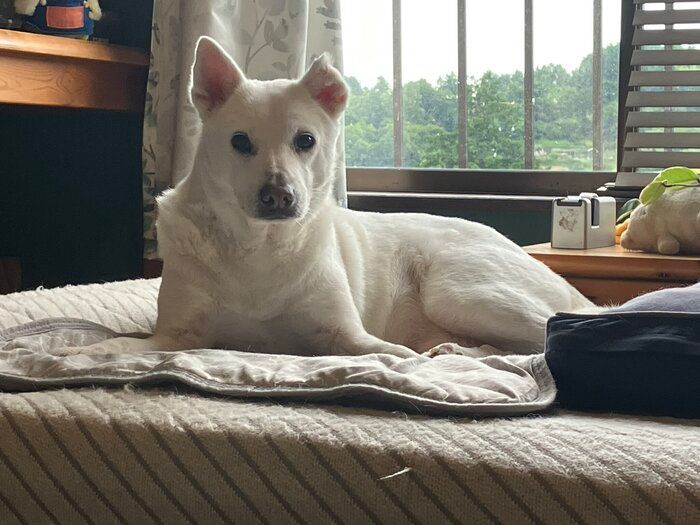 優しい目付きでこちらを見る犬