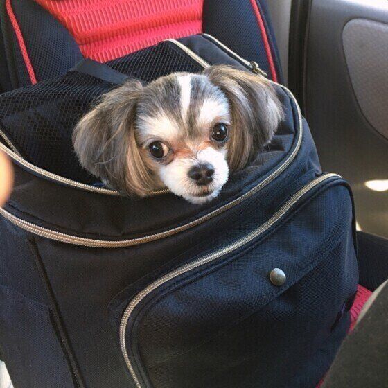 キャリーケースに入る犬