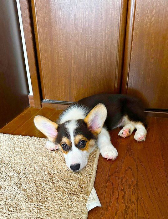 あどけない表情がかわいらしい生後3カ月のコーギー子犬→約2年後ぐんと成長し「大事な弟分のような存在」に！