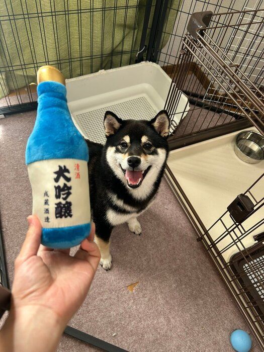 おもちゃが欲しくてニコニコ待っている柴犬