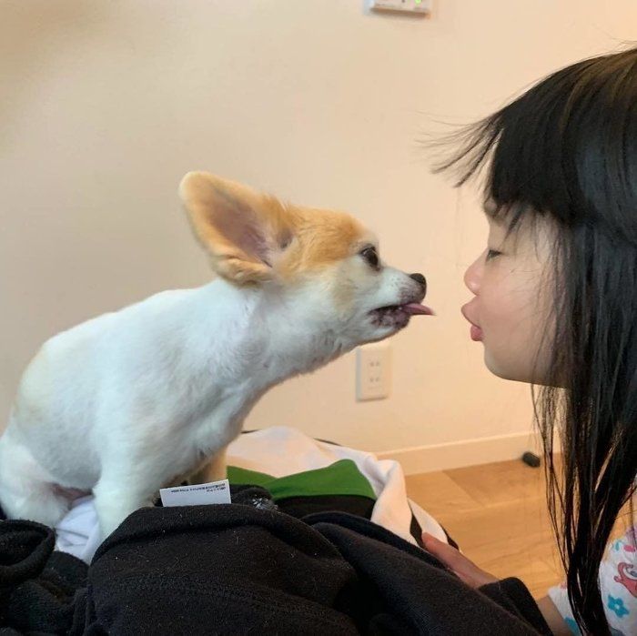チワワのポテトちゃん