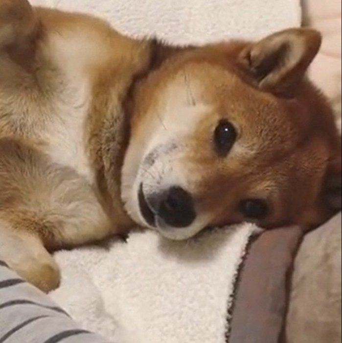お腹をかいてもらうフクちゃん