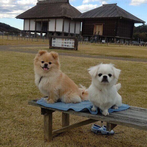 仲良しの2頭