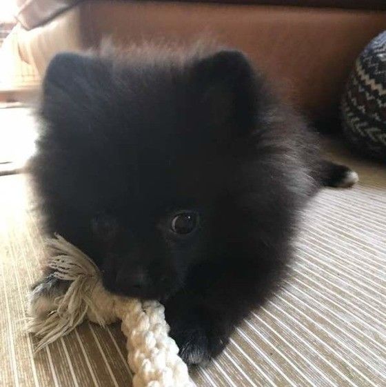 トンちゃん