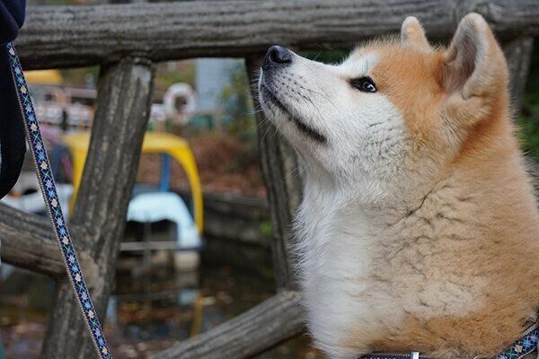 見上げるケンくん