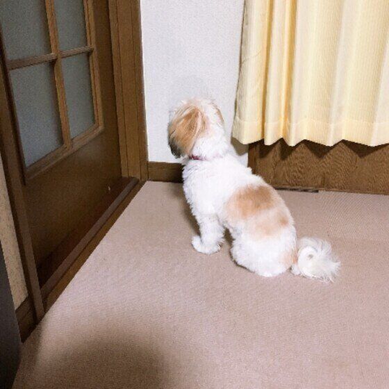 リビングのドアの前で待つシー・ズー
