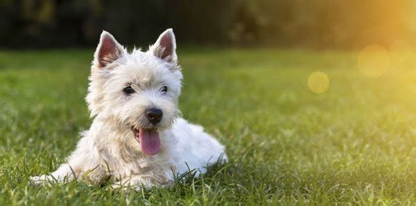 芝生で伏せをする犬