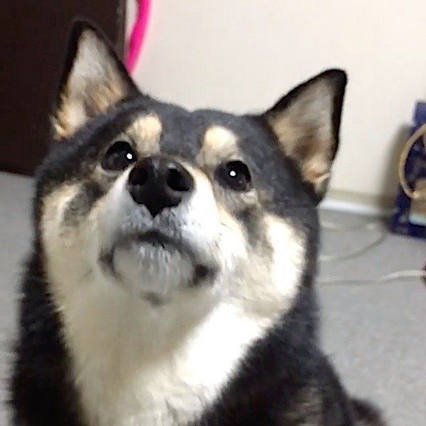 大好物を前に意外な行動をする柴犬