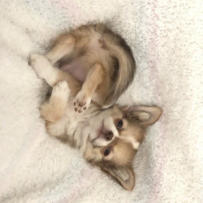 別の日の様子 この日もかわいくへそ天するとうふくん