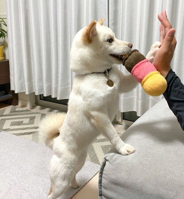 パパさんとハイタッチするえるちゃん