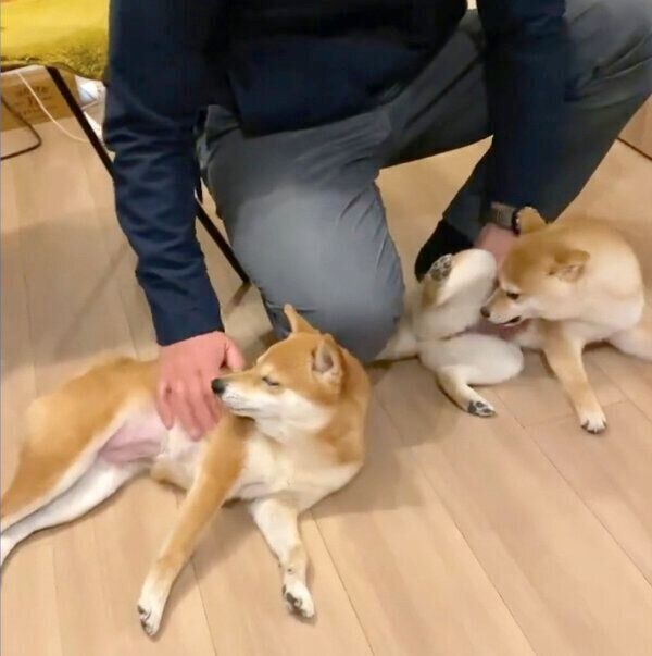 パパさんの帰宅を出迎えるにこちゃん・たまちゃん