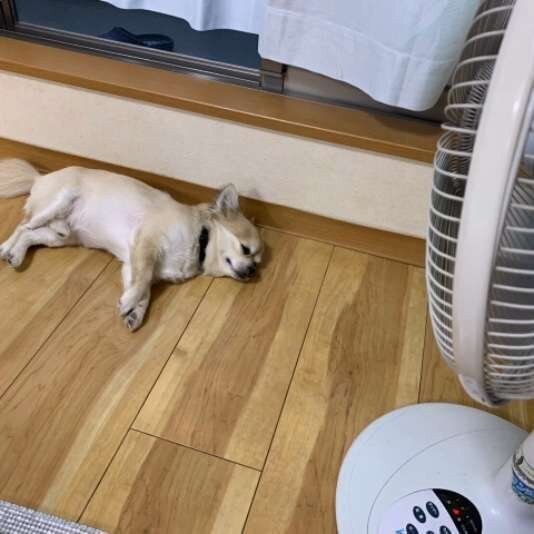 扇風機の前で涼み中