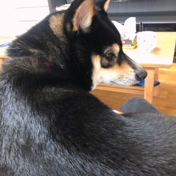 飼い主さんにくっつく柴犬