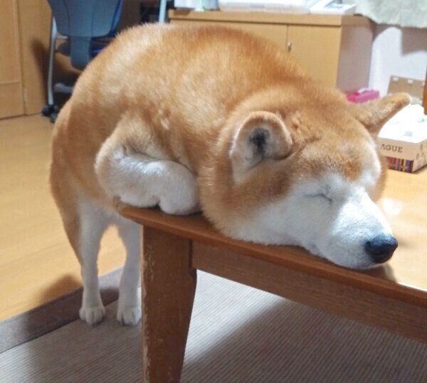 立ったまま眠るロペさん