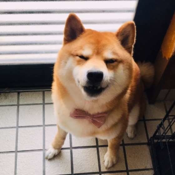 柴