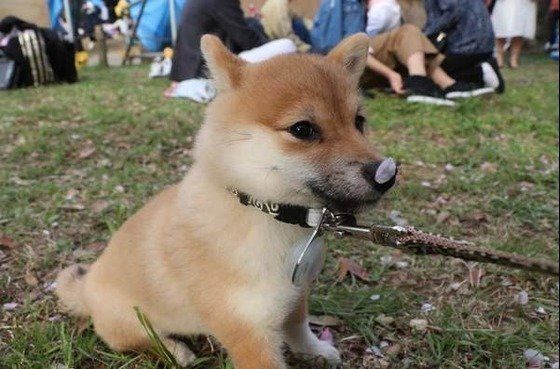 柴犬
