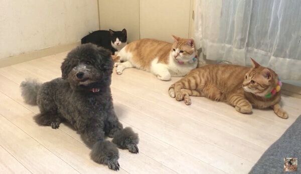 ちゅらちゃんを見つめるうにくん、むぎくん、むーくん
