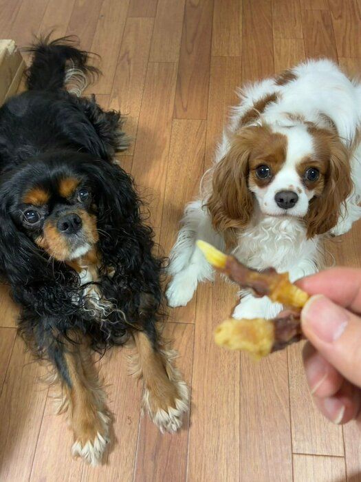 左:先住犬の犬 右:キャバリア・キング・チャールズ・スパニエル