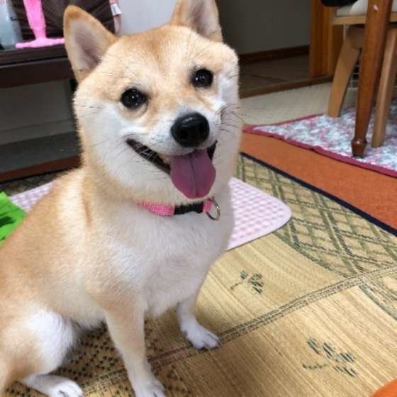 笑顔の柴犬