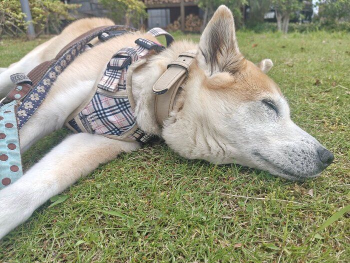 芝生で寝転ぶチョウちゃん