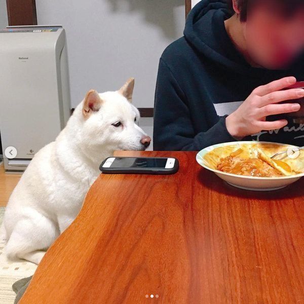 ガン見する白柴