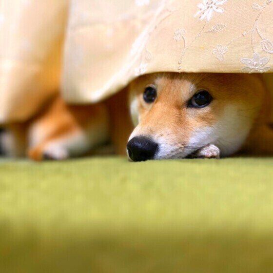 カーテン裏に隠れる柴犬