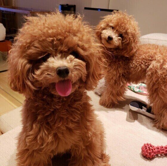 トイ・プードル