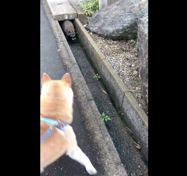 お散歩中にアライグマと遭遇した福丸くん