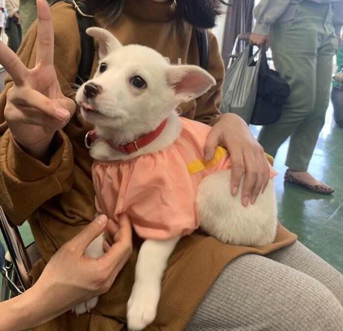 譲渡会のときの犬（3ヵ月）