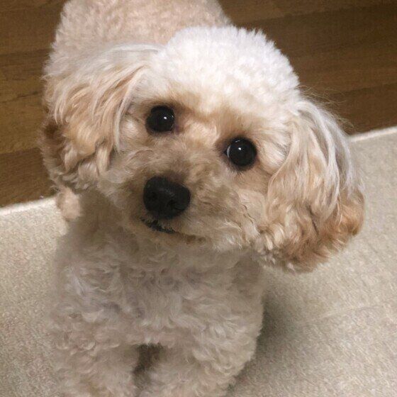 プードル