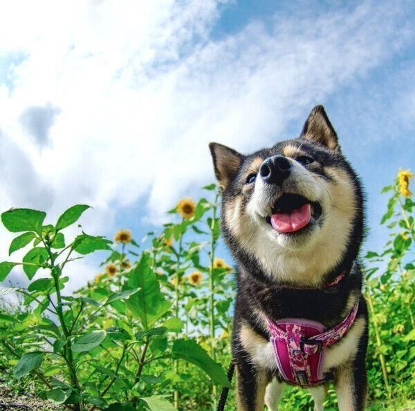笑顔の吾子ちゃん
