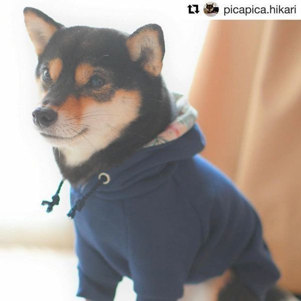 シンプルでナチュラルな犬服:キミノフク。