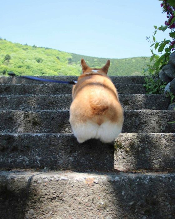 お尻がかわいいコーギー