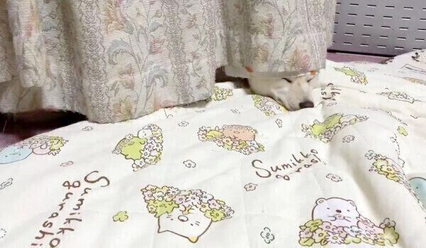 拗ねてカーテンと同化するはるちゃん