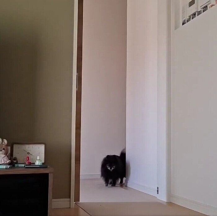 どん吉くんのかわいい行動を映した動画の一場面　廊下の奥から歩いてくるどん吉くん