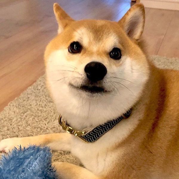 見つめる柴犬