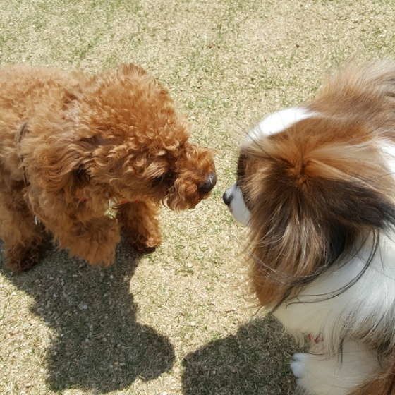 気になる犬のニオイ問題と被毛の脂の関係