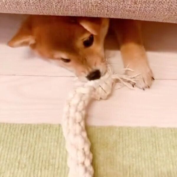 飼い主さんと遊ぶぽたちゃん