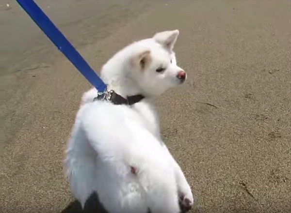秋田犬