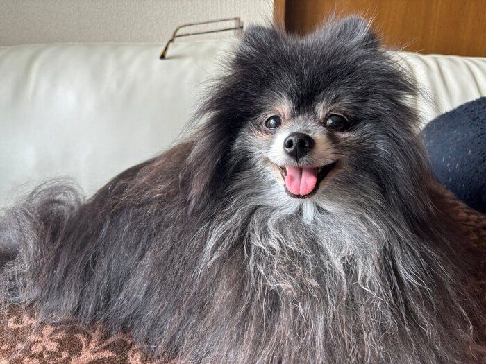 笑顔を見せるポメラニアン