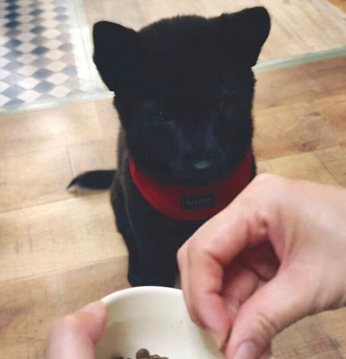 オスワリしてゴハンを待つくろだちゃん