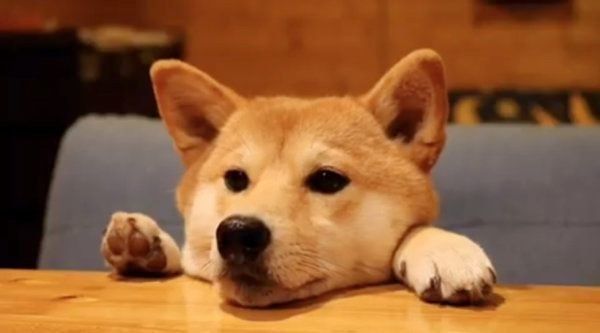 テーブル越しの柴犬
