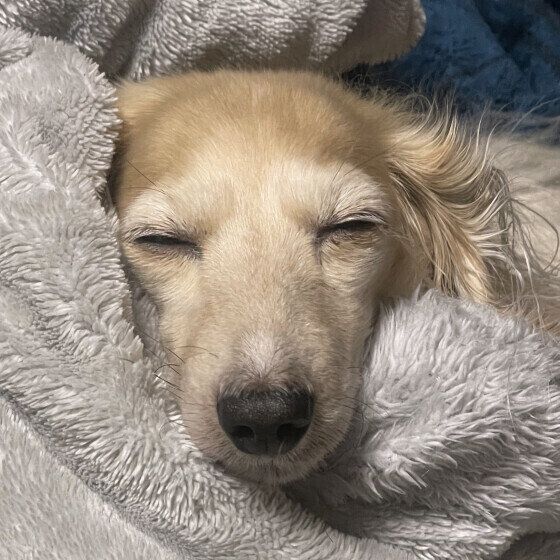 毛布に包まって寝ているワンちゃん