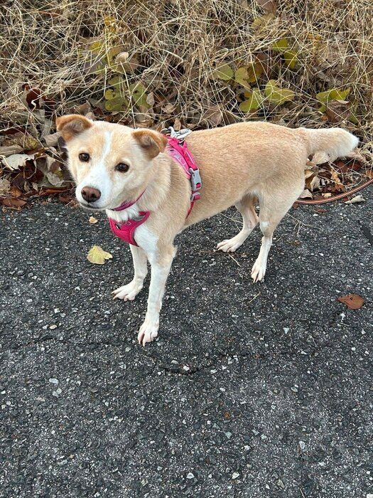 かわいいアピールをする様子の犬